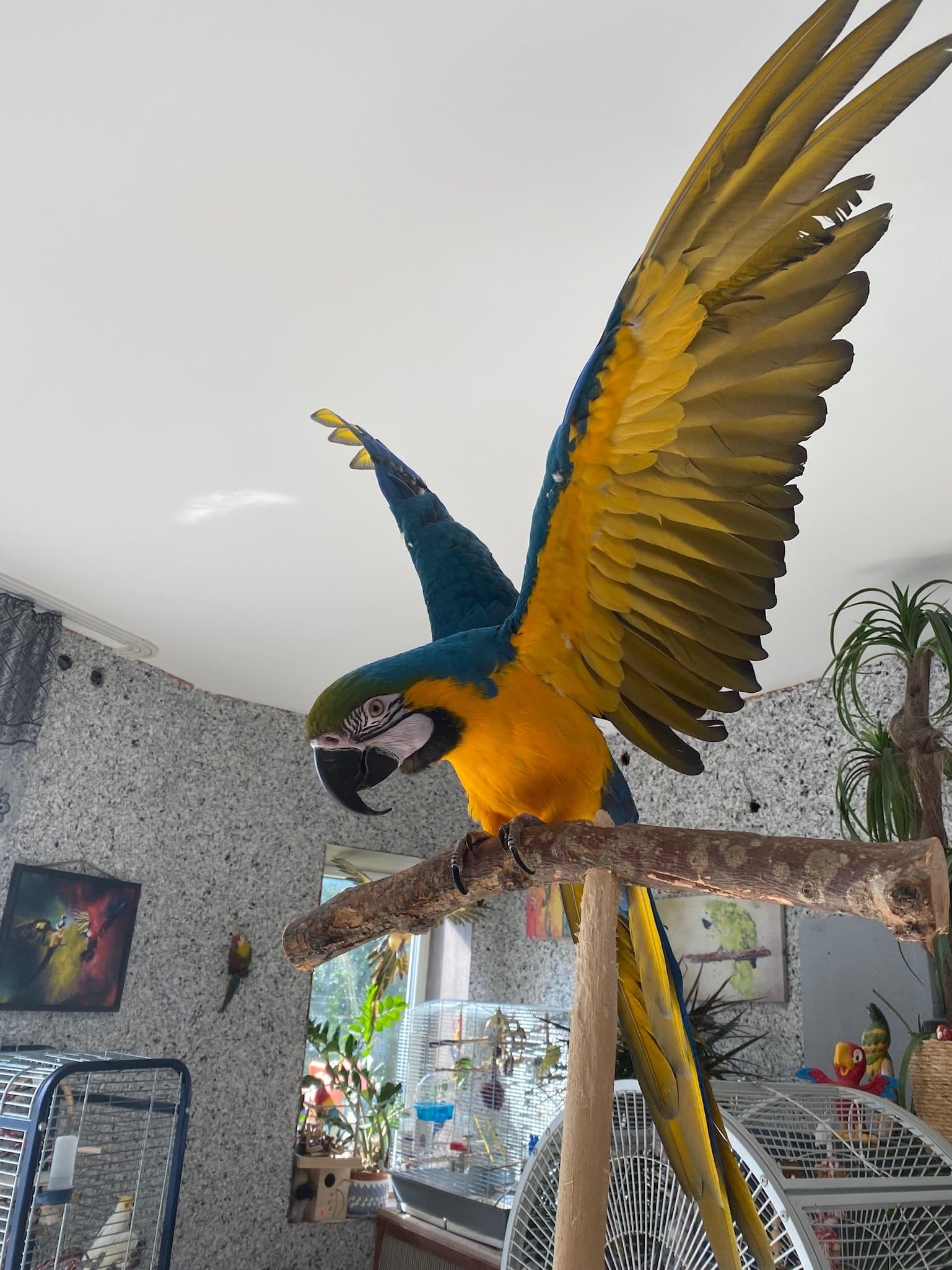 Meie kaunis Ara - tõeline Papagoi Keskuse elanik